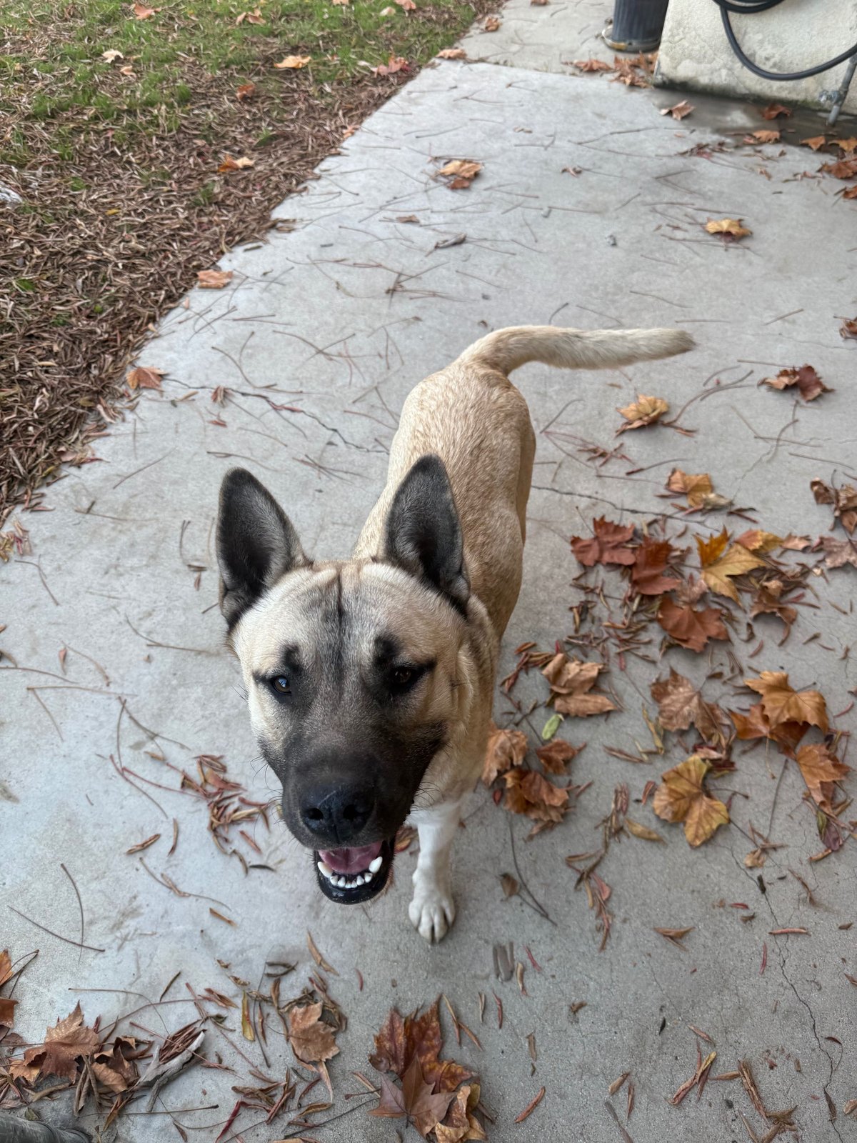 Found Dog in Bakersfield, California — listing photo