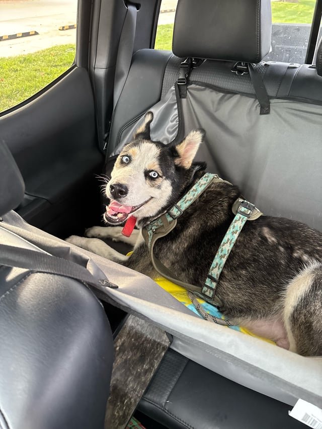 Found Dog in Wichita, Kansas — listing photo