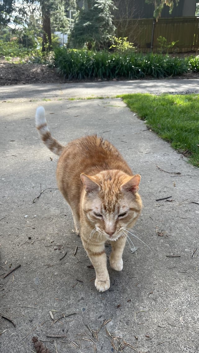 Found Dog in Portland, Oregon — listing photo