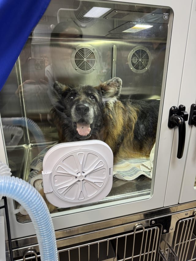 Pet alert in Tampa, Florida — Pet cemetery that allows full dog body burials