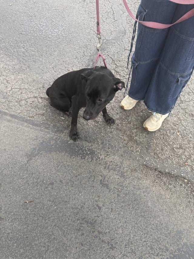 lost dog in Austin, Texas