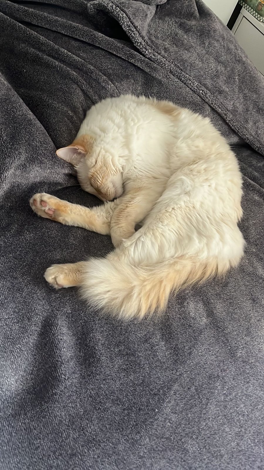 Lost Cat in Arlington, Texas — listing photo