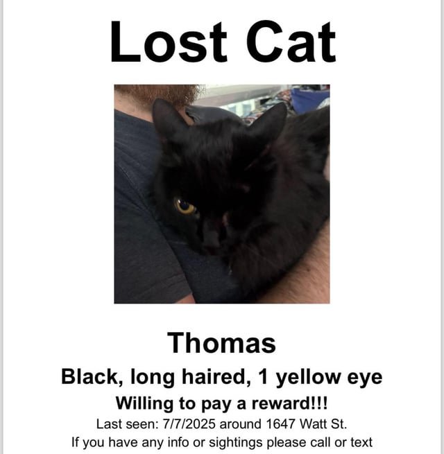 Lost Cat in Reno, Nevada — listing photo