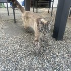 lost cat in Detroit, Michigan