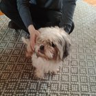 lost dog in K