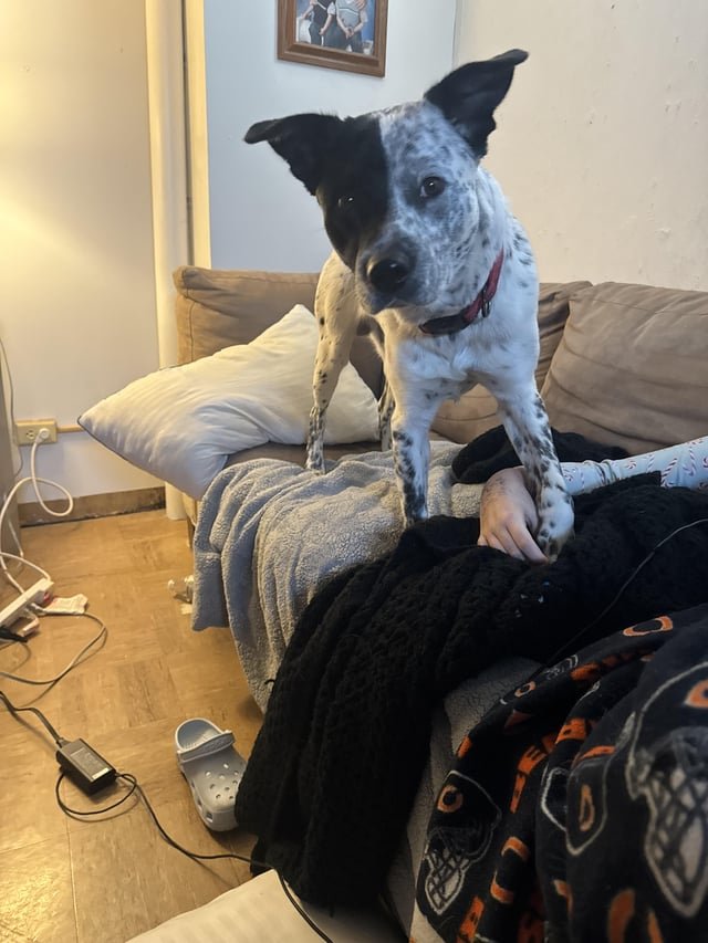 found dog in Dayton, Ohio