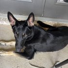 found dog in Dallas, Texas
