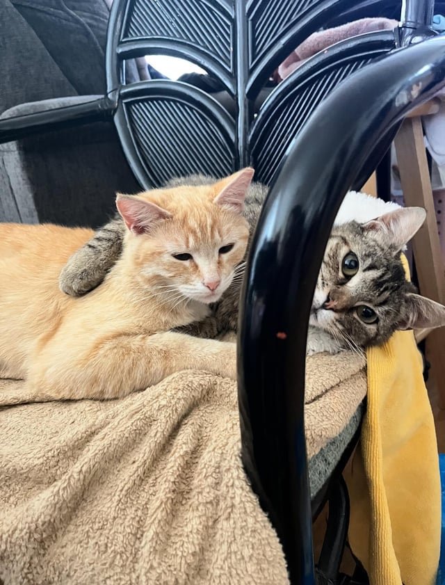 lost cat in San Francisco, California