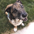 lost dog in Sacramento, California