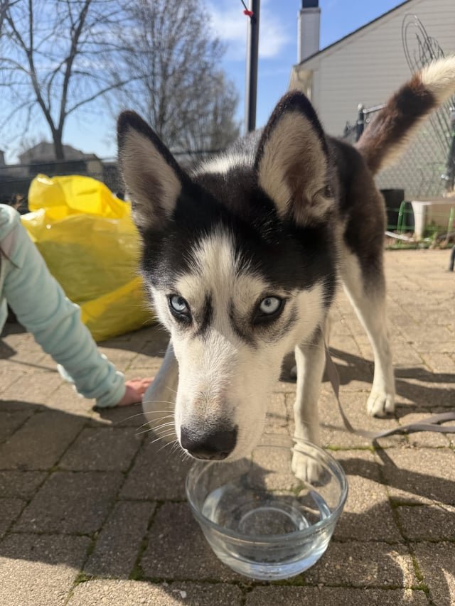 found dog in Indianapolis, Indiana