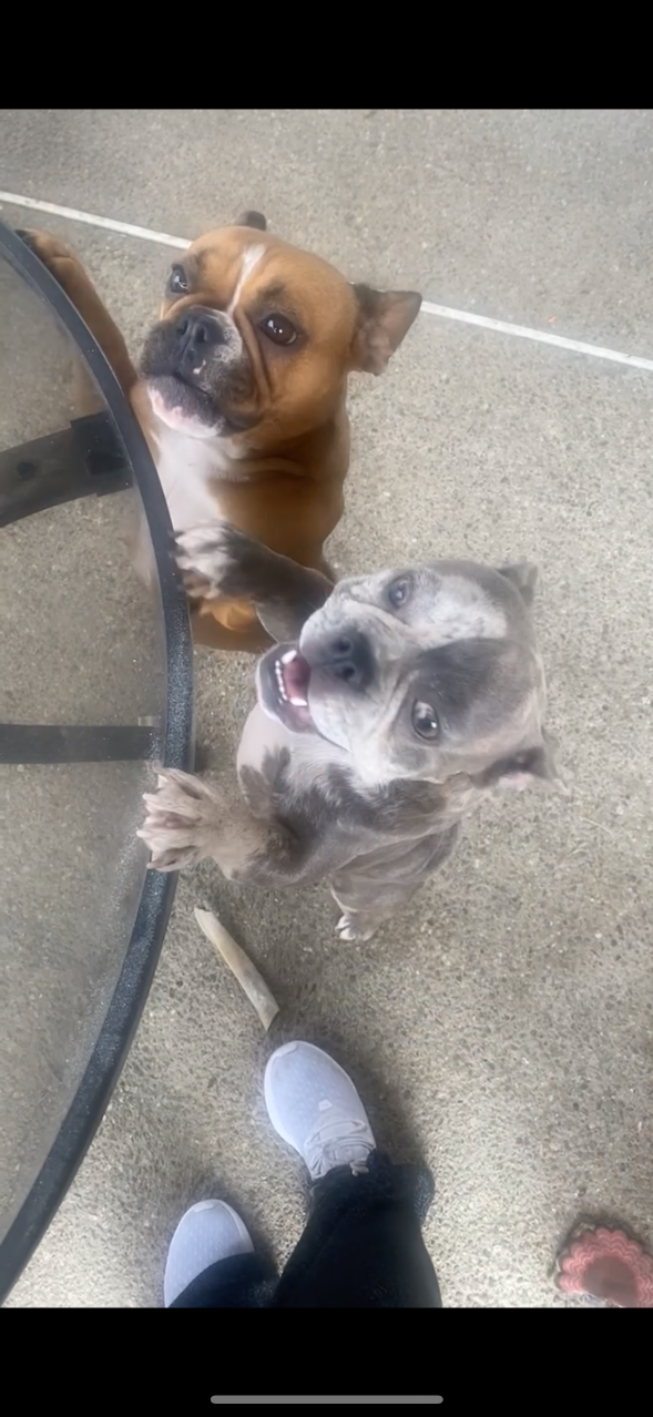 Lost Dog in Ontario, California — listing photo