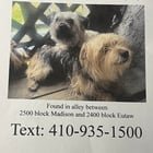Found Dog in Baltimore, Maryland — listing photo