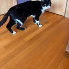 Lost Cat in Providence, Rhode Island — listing photo
