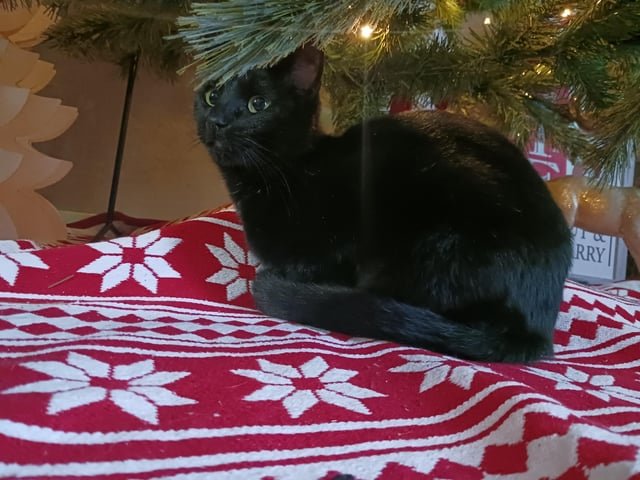 lost cat in Wichita, Kansas