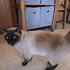 found cat in Asheville, North Carolina