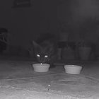 lost cat in San Diego, California