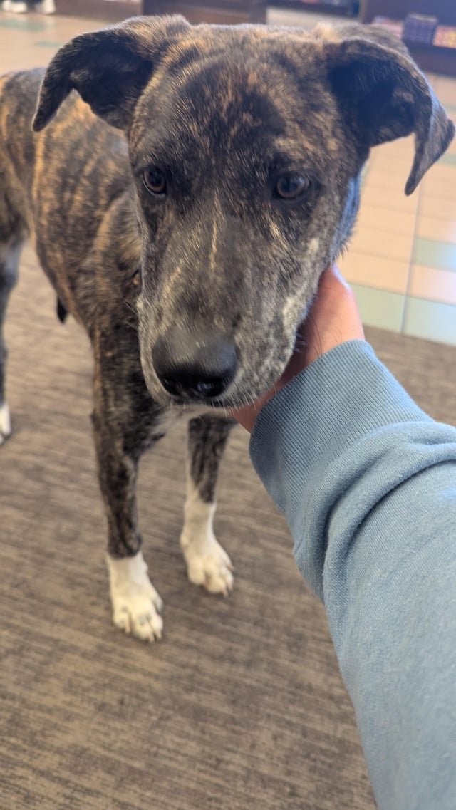 lost dog in San Antonio, Texas