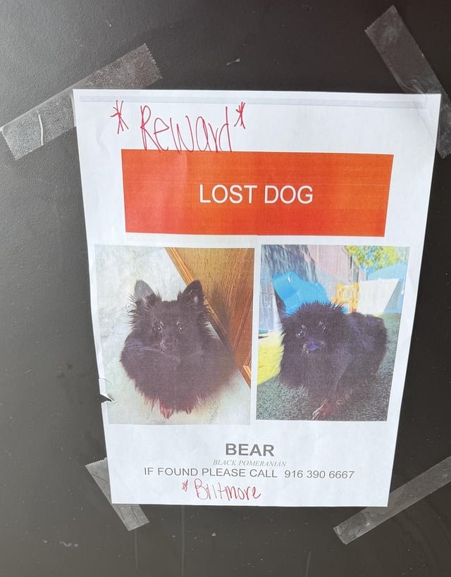Lost Dog in Jacksonville, Florida — listing photo