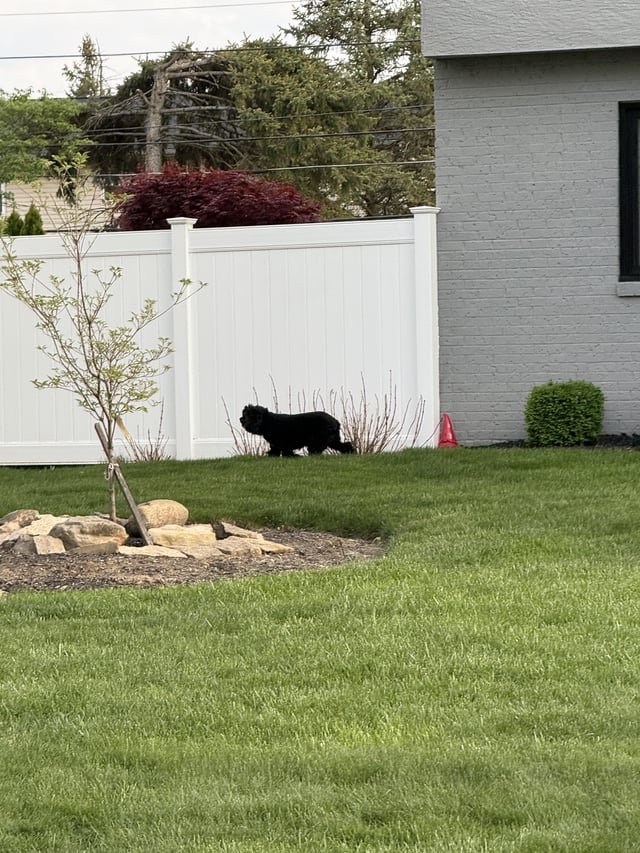 lost dog in Columbus, Ohio