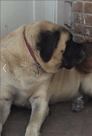 Lost Dog in Fort Worth, Texas — Saginaw - Missing 200+ lbs English Mastiff (Dog is deaf) by Bailey Boswell HS.