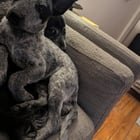 Lost Dog in Denver, Colorado — Help, my puppy escaped! Federal and Bryant