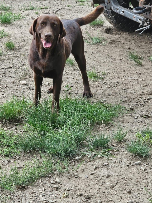 lost dog in Providence, Rhode Island