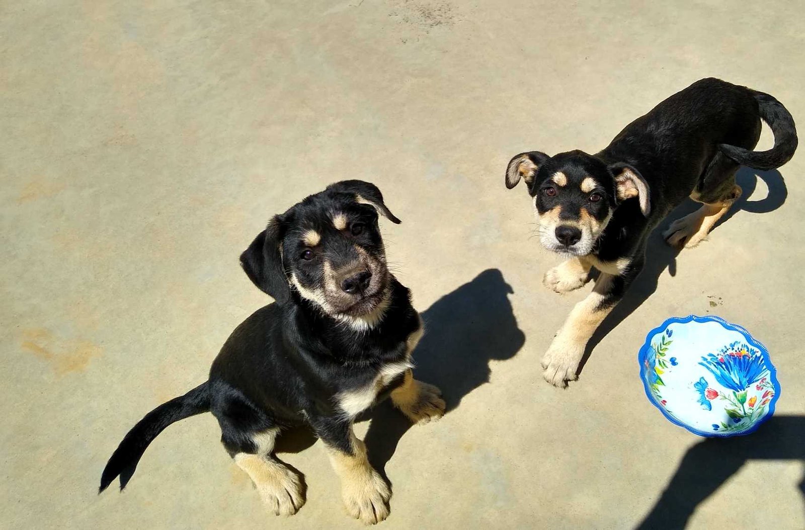 Found Dog in Atlanta, Georgia — listing photo