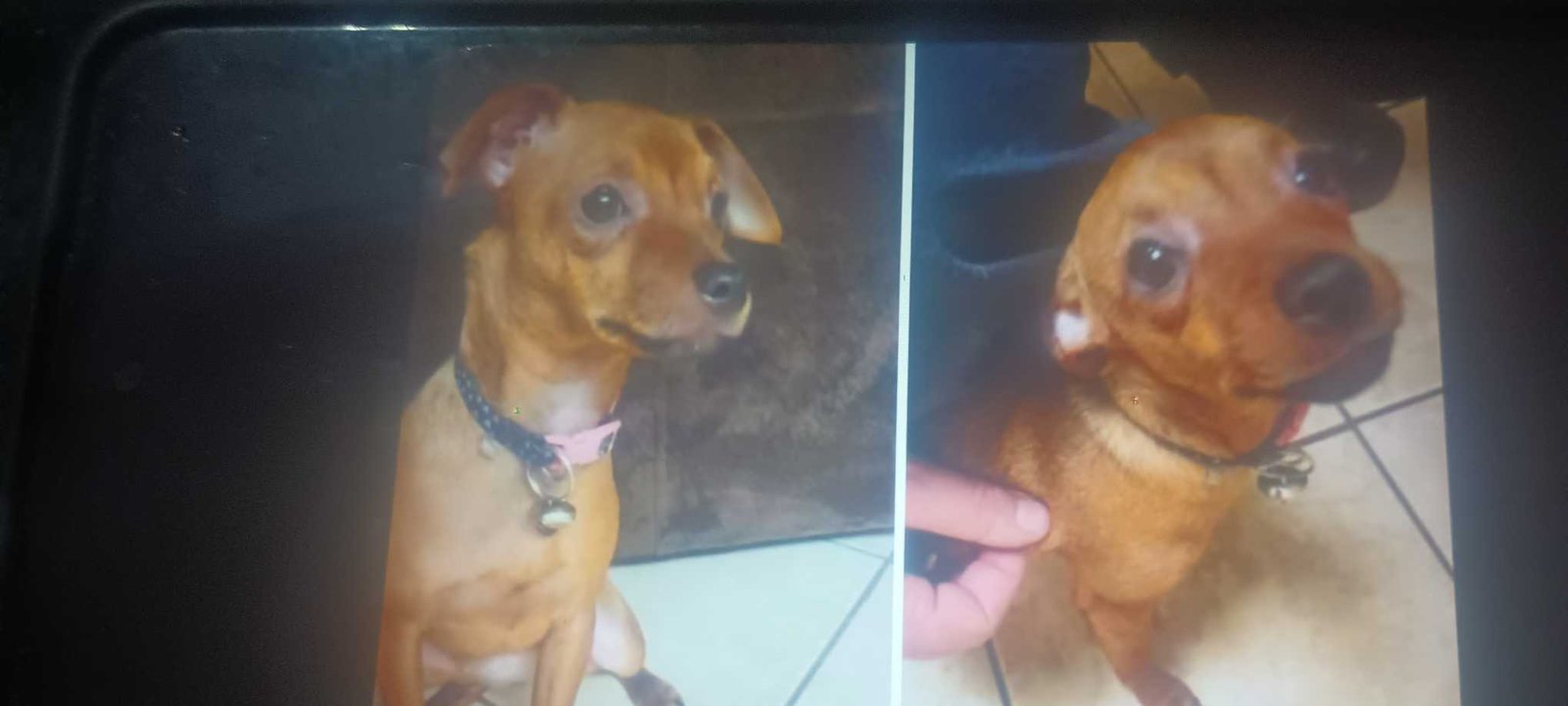 Lost Dog in Umatilla — listing photo