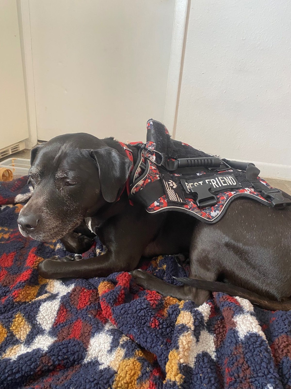 Found Dog in St. Petersburg, Florida — listing photo