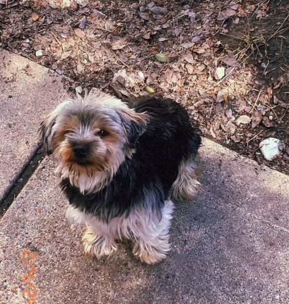 Lost Dog in Houston, Texas — listing photo