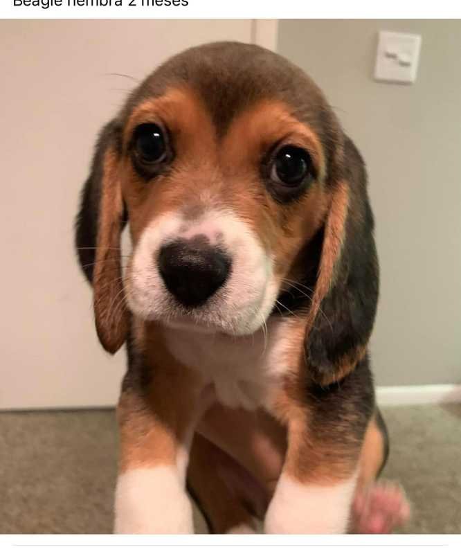 Lost Dog in San Antonio, Texas — listing photo