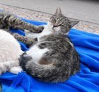 lost cat in El Paso, Texas