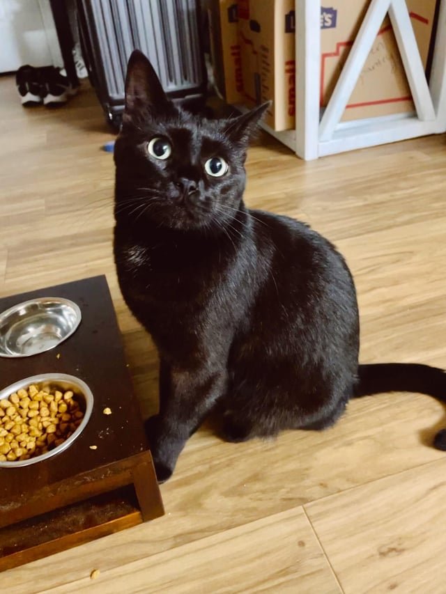 Lost Cat in Atlanta, Georgia — listing photo