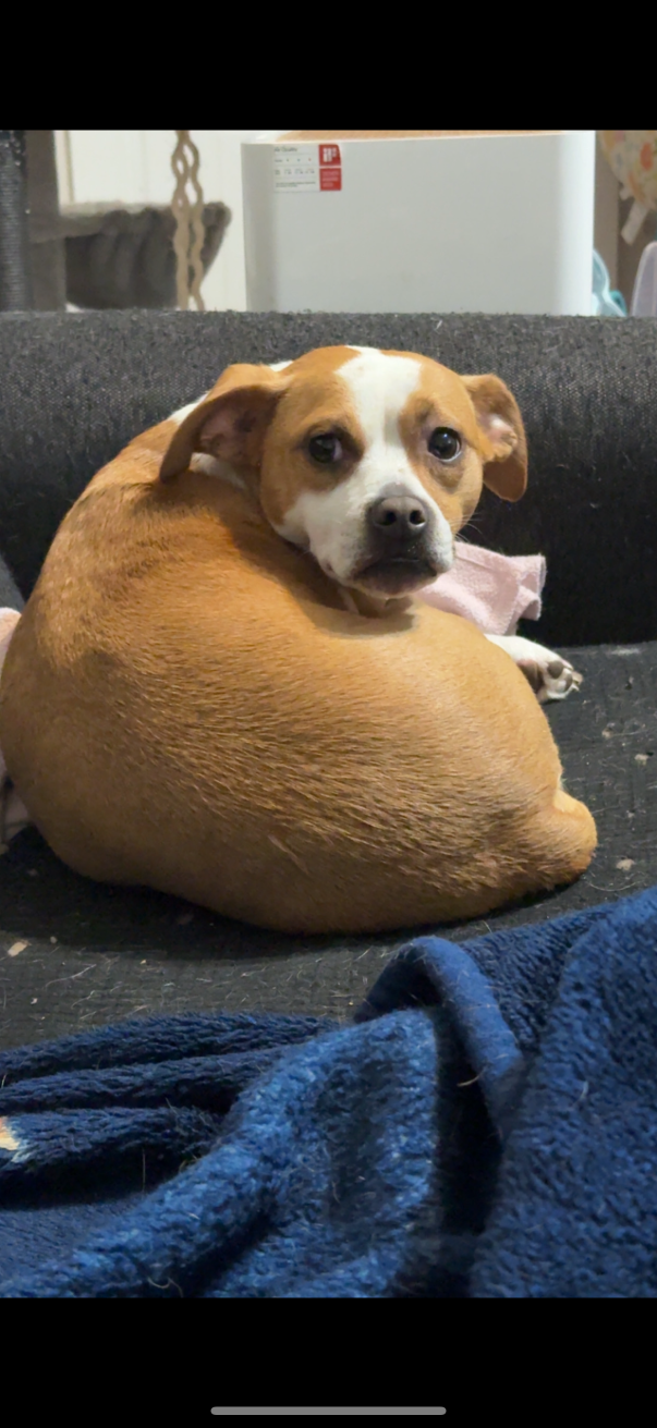 Lost Dog in Sheboygan, Wisconsin — listing photo