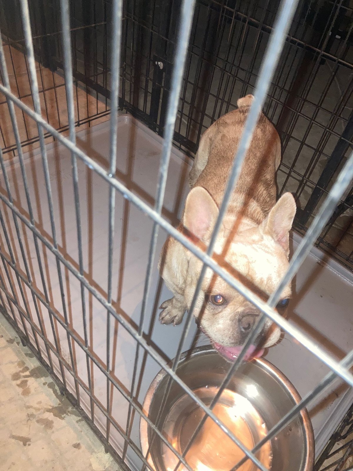 Found Dog in Bakersfield, California — listing photo