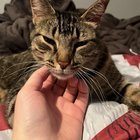 lost cat in Milwaukee, Wisconsin