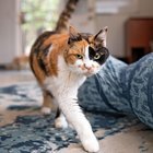 Lost Cat in Rescue — FKC's Cat of the Week: Cali!