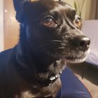 Lost Dog in Mesa, Arizona — Please help find lost family dog