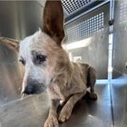 Lost Dog in Fort Worth, Texas — Are you my mother? Real life edition.