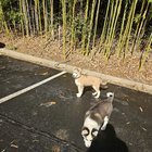 found dog in Asheville, North Carolina