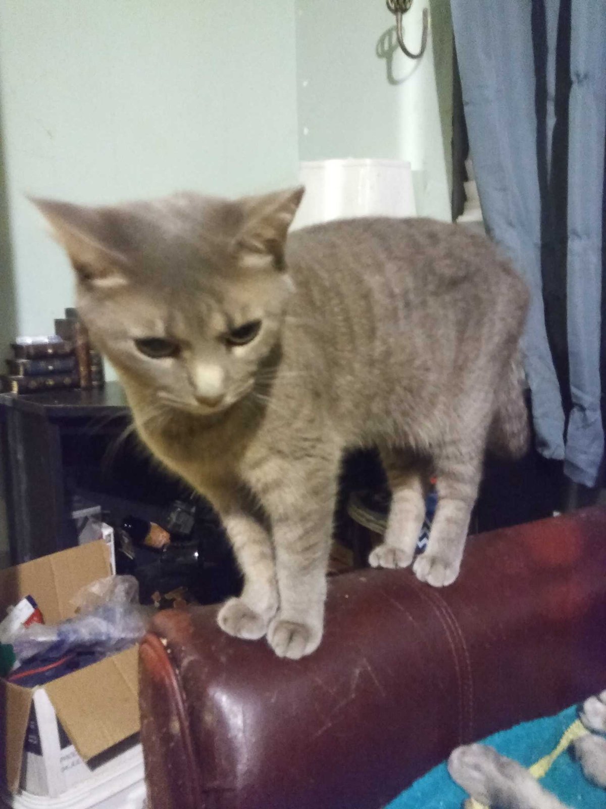 Lost Cat in Palm Bay, Florida — listing photo