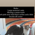 lost cat in Indianapolis, Indiana