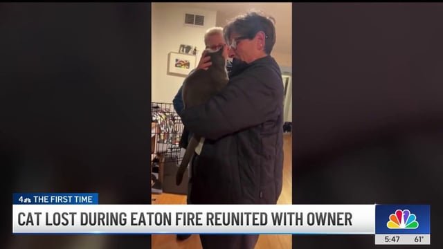 Lost Cat in Los Angeles, California — Cat lost during Eaton Fire reunited with owner
