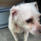 Lost Dog in San Jose, California — listing photo