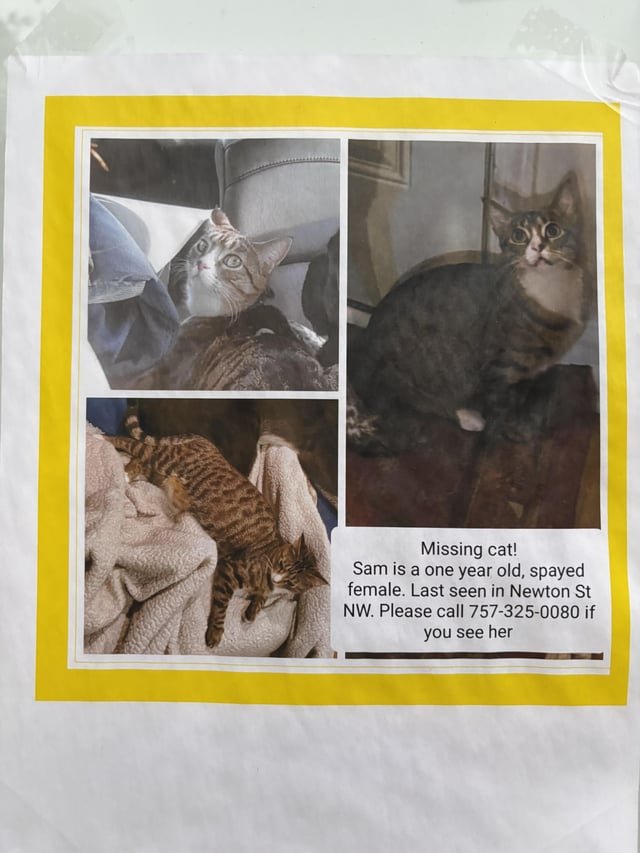 Lost Dog in Washington, District of Columbia — listing photo