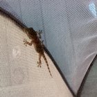 Found Dog in San Diego, California — Gecko!