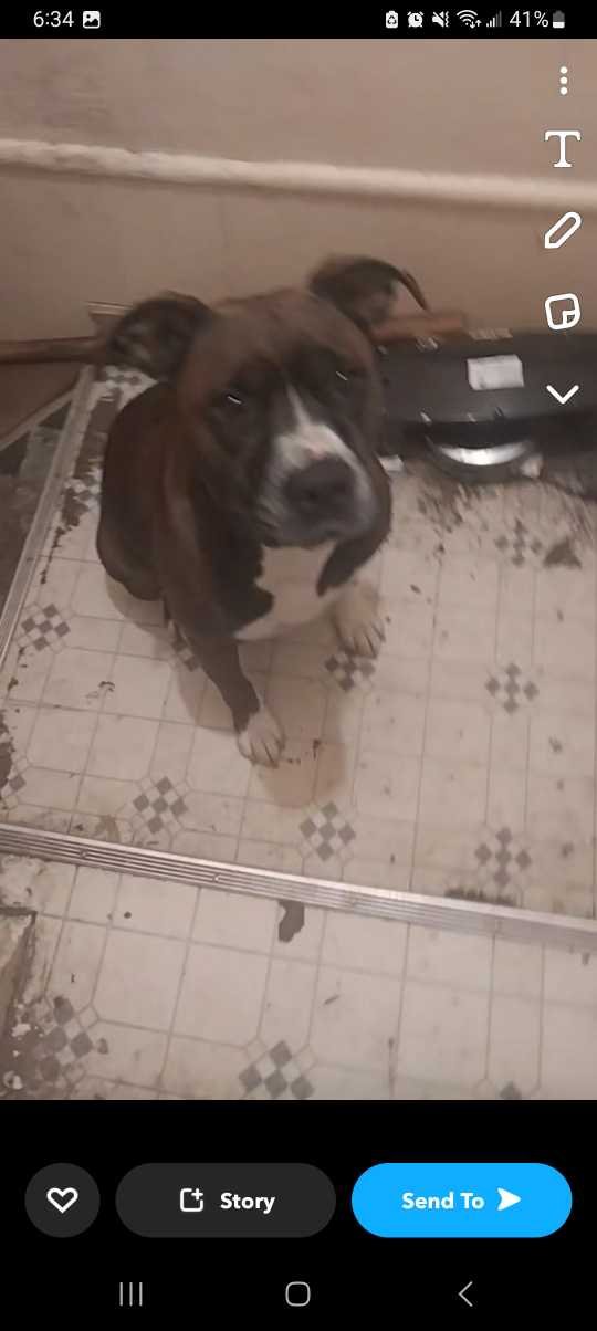 Lost Dog in Ocala, Florida — listing photo