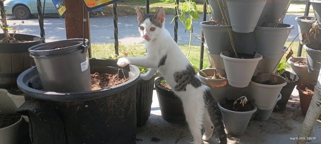 lost pet in Buffalo, New York
