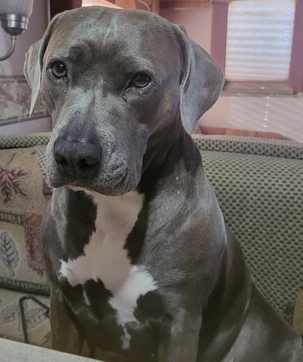 Lost Dog in Earlsboro — listing photo