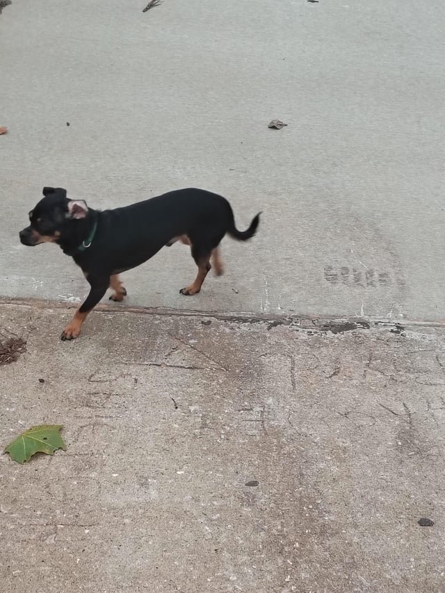 Found Dog in Oklahoma City, Oklahoma — listing photo